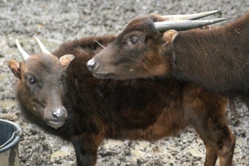 西里伯斯野水牛:最小的原始野牛不如鹿高/仅85厘米