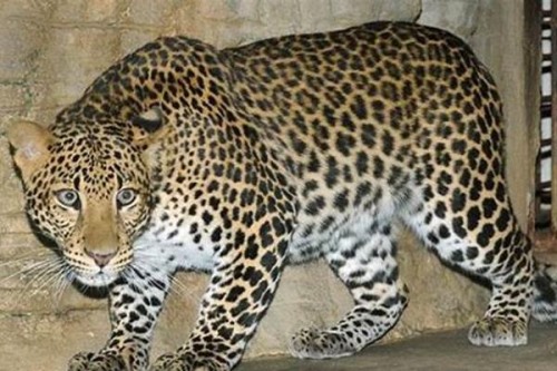 爪哇豹:仅在爪哇岛上分布野生种群只有300-500只