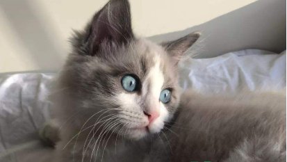 猫咪瞳孔变圆是什么意思