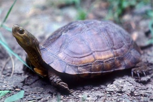 柴棺龟 又名黄喉拟水龟身体较扁较平头很小