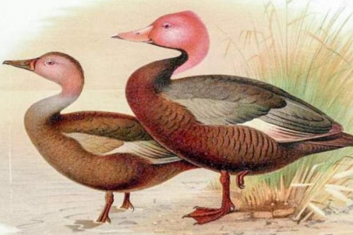 粉头鸭:一种极度濒危的粉色潜鸭总数不足五十只