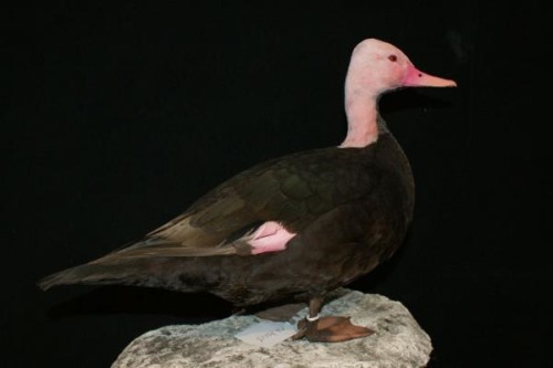粉头鸭:一种极度濒危的粉色潜鸭总数不足五十只