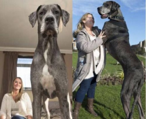 世界上最大的狗 十大最高的狗排行(身高2.3米的大丹犬夺冠)