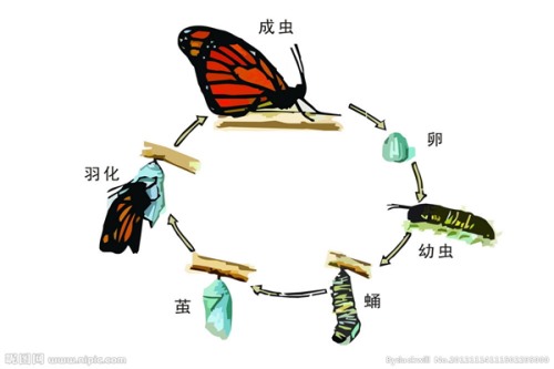 毛毛虫怎么变成蝴蝶的 破茧成蝶幼虫逐渐长大