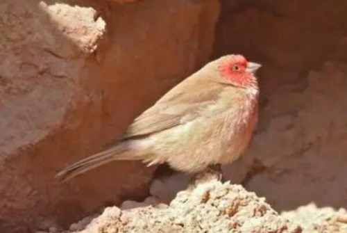 沙色朱雀 约旦国鸟 地面活动雌鸟叫声较雄鸟柔美
