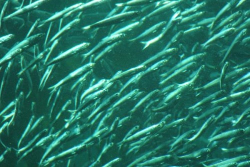 远东拟沙丁鱼:体长只有39厘米但最大族群可达4-5万尾