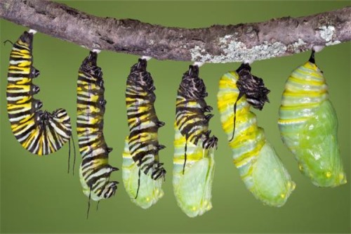 毛毛虫怎么变成蝴蝶的 破茧成蝶幼虫逐渐长大
