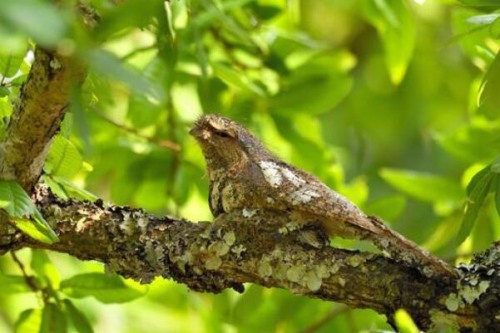 黑顶蛙嘴鸱 有保护色 巢穴结实像树长出的瘤