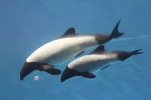白头喙头海豚:仅新西兰海域分布仅剩55只/极度濒危