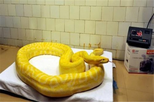 金色蛇是什么品种 人们常说的黄金蟒长度约7米