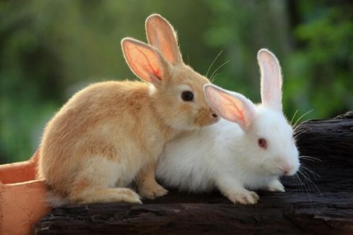 为什么兔子的耳朵那么长 长耳朵提高听力危险时方便逃跑