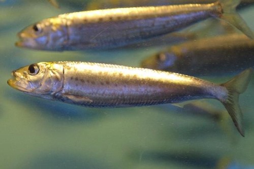远东拟沙丁鱼:体长只有39厘米但最大族群可达4-5万尾