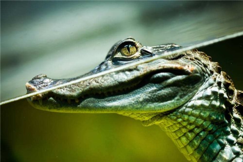 黑凯门鳄 一种典型的濒临灭绝的动物面临危险