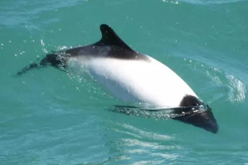白头喙头海豚:仅新西兰海域分布仅剩55只/极度濒危