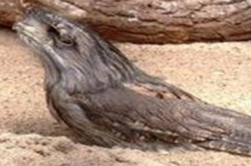 黑顶蛙嘴鸱 有保护色 巢穴结实像树长出的瘤