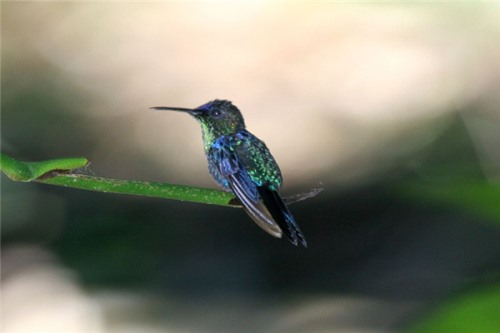 蓝顶蜂鸟:美洲地区的特有物种平均寿命较长
