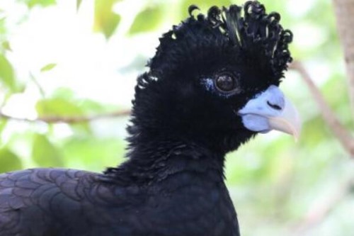 蓝嘴凤冠雉:哥伦比亚的特有种长蓝色嘴壳/黑色羽冠