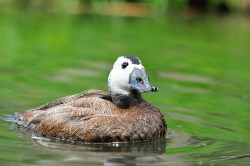白头硬尾鸭:具有迁徙习性的野鸭雄性长有亮蓝色嘴壳
