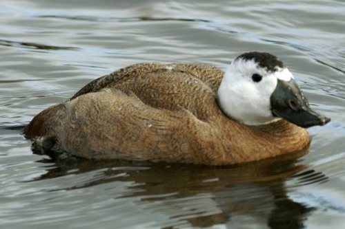 白头硬尾鸭:具有迁徙习性的野鸭雄性长有亮蓝色嘴壳