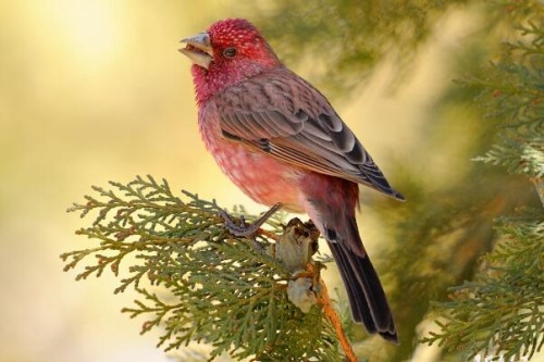 大朱雀 科威特国鸟 雌雄异色雄鸟羽色多粉红色