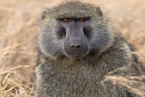 东非狒狒 又称橄榄狒狒全身呈现橄榄色的猴子