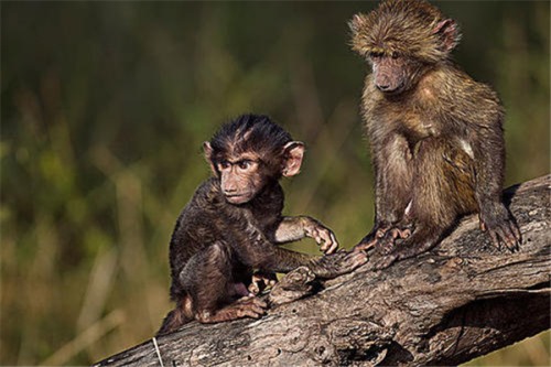 东非狒狒 又称橄榄狒狒全身呈现橄榄色的猴子