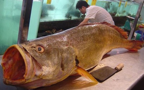 黄唇鱼大概多少一斤 黄唇鱼鱼鳔为什么贵市价50万/斤