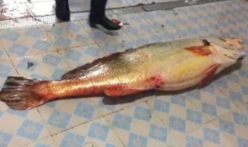 黄唇鱼大概多少一斤 黄唇鱼鱼鳔为什么贵市价50万/斤