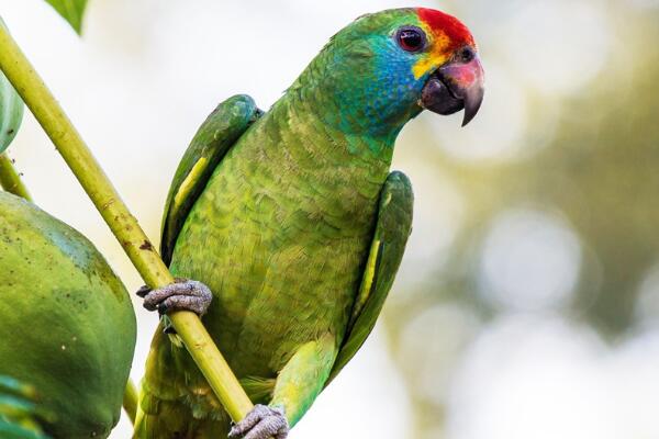 红眉亚马逊鹦鹉:巴西特有物种(全球仅剩下845只)