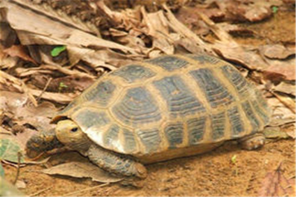 缅甸陆龟：主要分布在东南亚国家（皮肤色彩斑斓）