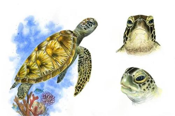 赤蠵龟：古老的活体化石（生长在温水海域中）