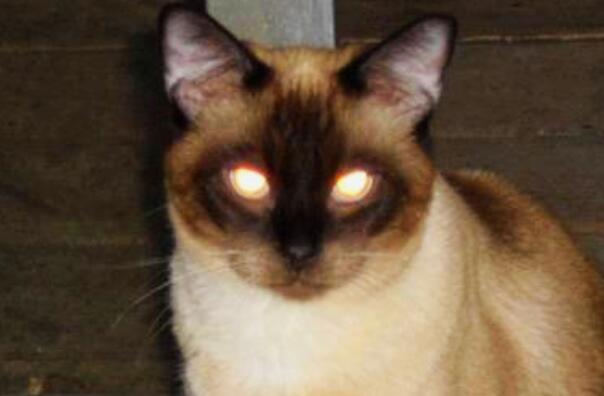 动物的眼睛为什么会发光：眼睛底部有特殊晶点(可以反射光)