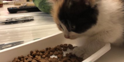 成年猫咪喂多少猫粮