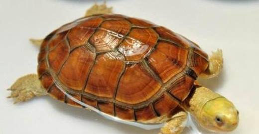 怎么区分乌龟的种类？