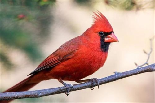 北美红雀 愤怒小鸟中的原型全身通红就像发怒