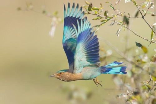 棕胸佛法僧 中国稀有种 羽毛多蓝色飞行时蓝色显眼
