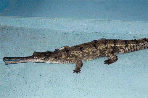马来长吻鳄 可以在各式各样的环境中生存擅长游泳