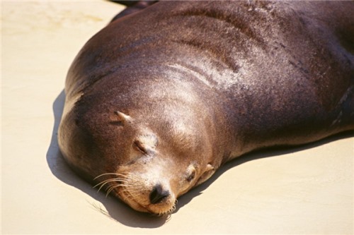北海狗 一种超大的海生哺乳动物快要灭绝的动物