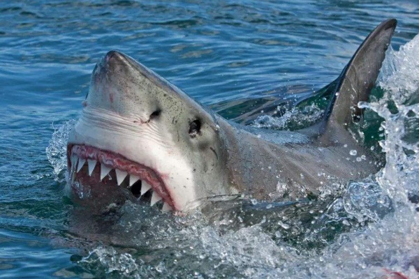 大白鲨的祖先是什么动物?巨齿鲨咬合力堪比霸王龙