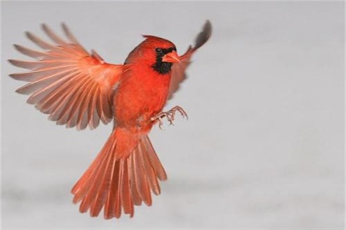 北美红雀 愤怒小鸟中的原型全身通红就像发怒