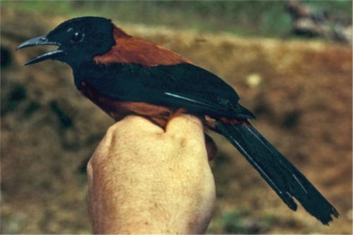 鸠和鸩的区别 鸩是含有剧毒的毒鸟鸠是一种普通的鸟