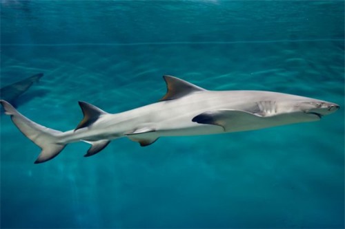半带皱唇鲨 一种典型的鲨鱼类型 喜欢欺负其他动物