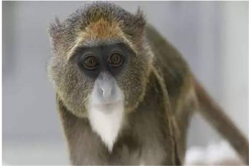 德氏乌叶猴 又称之为德拉库尔乌叶猴法国动物学家命名