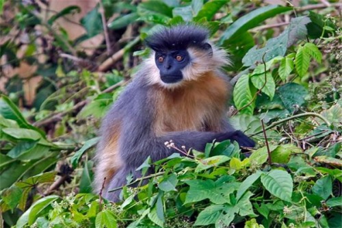 德氏乌叶猴 又称之为德拉库尔乌叶猴法国动物学家命名