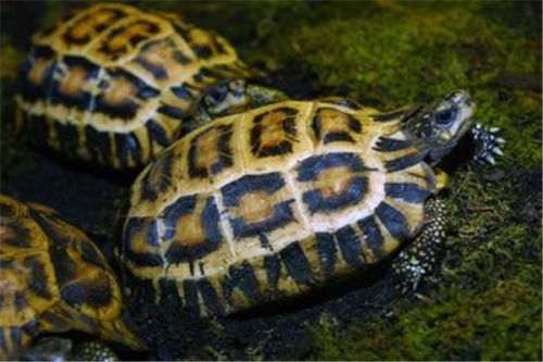 扁尾珠网龟 身形小巧惹人喜欢背部有蛛网状花纹