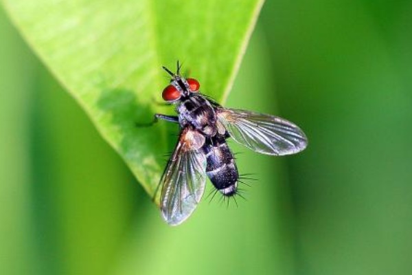 青虫的天敌是什么?寄生蝇将卵注入青虫体内孵化后蚕食