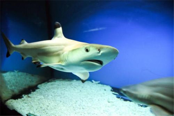 世界十大无性繁殖动物：黑鳍鲨和水母双双上榜