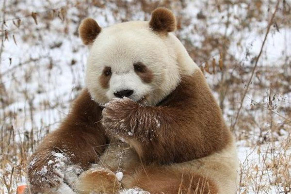 世界上仅存的一只棕色大熊猫：七仔现如今成团宠