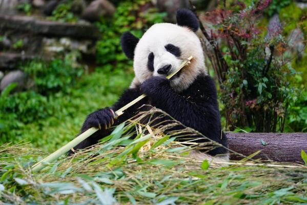 世界国宝动物排名前十，中国大熊猫荣获冠军