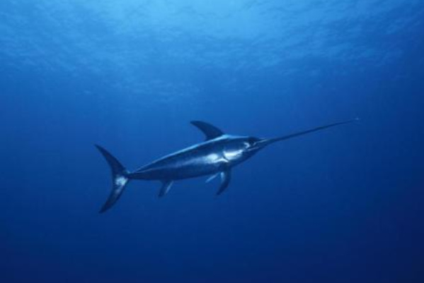 速度最快的十大海洋生物,速度最快的海洋生物是什么